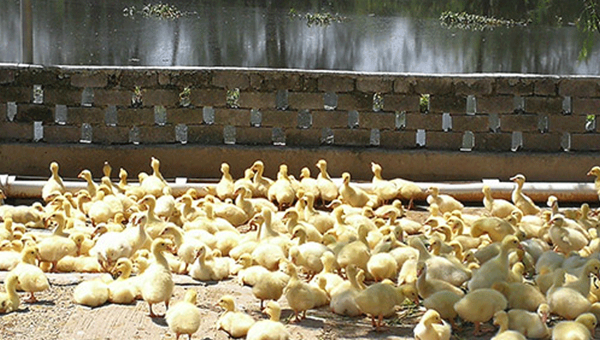 鹅肉 你不知道的那些秘密！